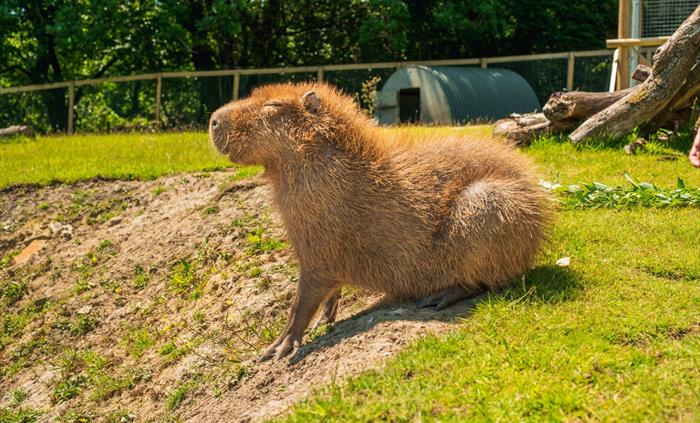 Capybara